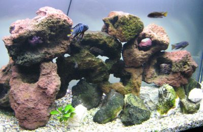 acquario di Giuseppe Genovese