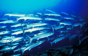 Immersioni alle Maldive