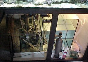 acquario di Luca Dall'Alba acquario di Luca Dall'Alba