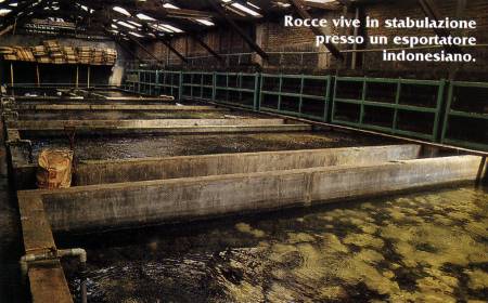 rocce, vive