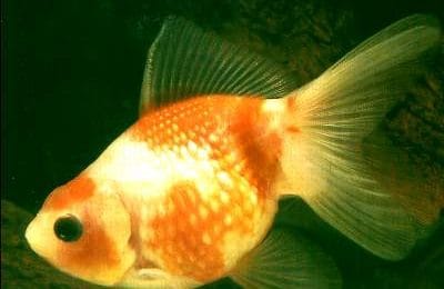 Carassius auratus piccolo principe