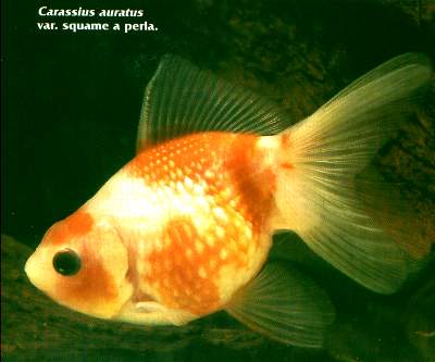 Carassius auratus piccolo principe