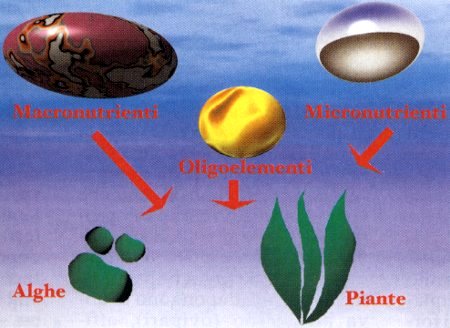 I CSC di alcuni substrati da fondo Maggiore è il valore CSC (Capacità di Scambio di cationi), migliori saranno le prestazioni del substrato di fondo nel cedere lentamente nutrienti alle radici. Alcuni materiali, pur avendo elevati valori CSC, possono produrre inquinamento dell’acqua, avendo un forte contenuto in materia organica: dovranno quindi essere utilizzati con moderazione. Ecco una tabella che ci dice il grado di CSC di alcuni materiali per il substrato:  Substrato CSC meq/100g Perlite 1,5 – 3,5 Sabbia 3,0 – 7,0 Ghiaia 22,0 – 63,0 Torba 53,0 Vermiculite 82,0 – 150,0 Ghiaietto fertilizzato 100,0 – 180,0 Humus 200,0