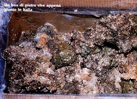 rocce, vive