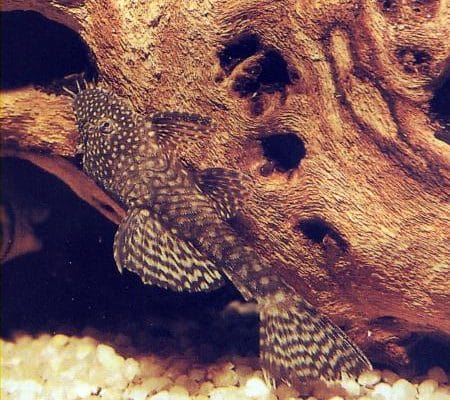Ancistrus