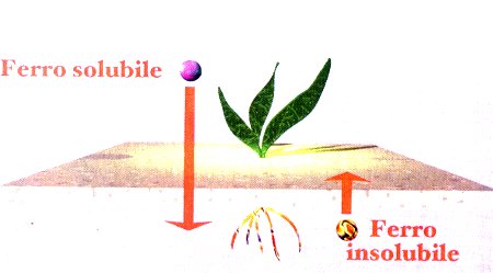 I CSC di alcuni substrati da fondo Maggiore è il valore CSC (Capacità di Scambio di cationi), migliori saranno le prestazioni del substrato di fondo nel cedere lentamente nutrienti alle radici. Alcuni materiali, pur avendo elevati valori CSC, possono produrre inquinamento dell’acqua, avendo un forte contenuto in materia organica: dovranno quindi essere utilizzati con moderazione. Ecco una tabella che ci dice il grado di CSC di alcuni materiali per il substrato:  Substrato CSC meq/100g Perlite 1,5 – 3,5 Sabbia 3,0 – 7,0 Ghiaia 22,0 – 63,0 Torba 53,0 Vermiculite 82,0 – 150,0 Ghiaietto fertilizzato 100,0 – 180,0 Humus 200,0