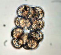 oodinium