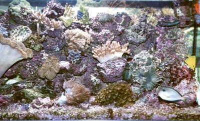 acquario di Mauro Aloisi