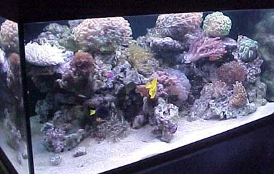 L'acquario di Manuel Caporicci