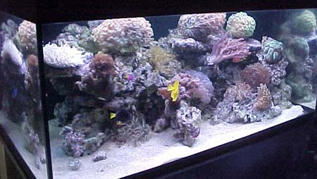 L'acquario di Manuel Caporicci