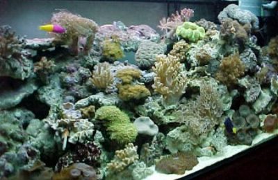 L'acquario di Davide Candito