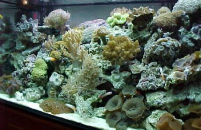 allestimento di un acquario di barriera - Tecnica