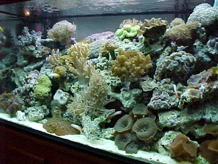 allestimento di un acquario di barriera - Tecnica