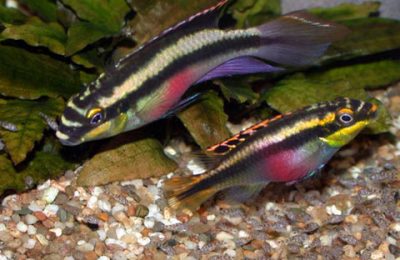 Pelvicachromis pulcher