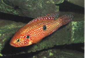 Hemicromis bimaculatus