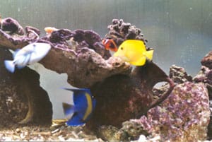 acquario di Gianluca Olivieri