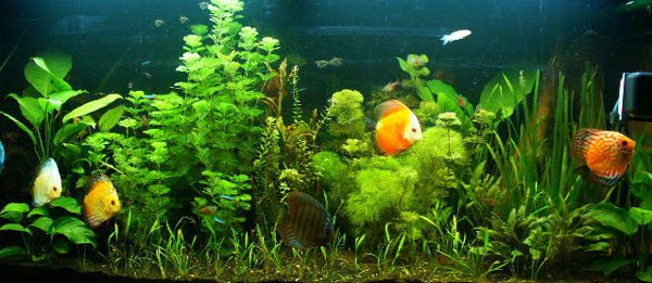 acquario di Gennaro Mormone