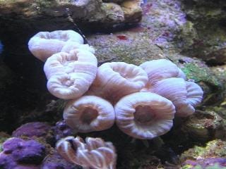 Caulastrea furcata Caulastrea furcata