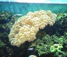 acquario di Giuseppe Sparacino