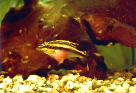 Pelvicachromis pulcher