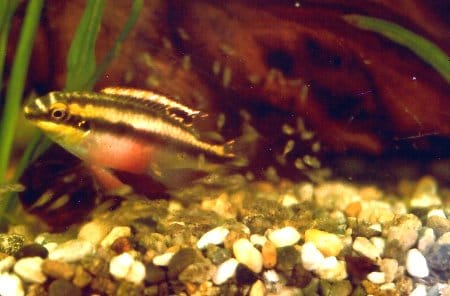 Pelvicachromis pulcher