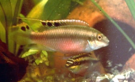 Pelvicachromis pulcher