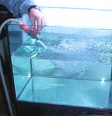 acquario di barriera di 180 litri