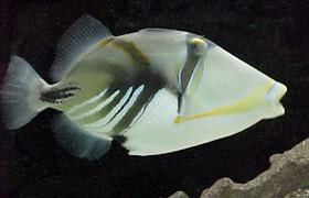 pesci balestra Aculeatus pesci balestra Aculeatus