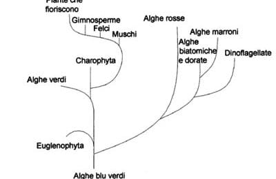 alghe infestanti nell'acquario di barriera