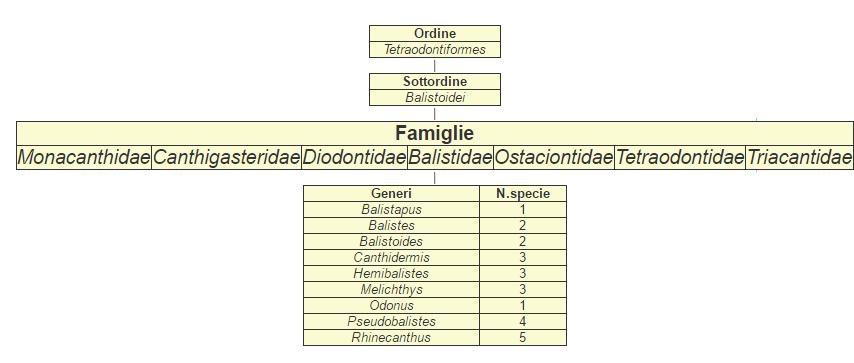 tabella ordine tetraodontiformes dei pesci balestra