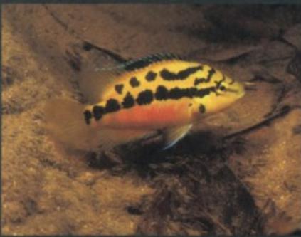 Maestri dell'evoluzione