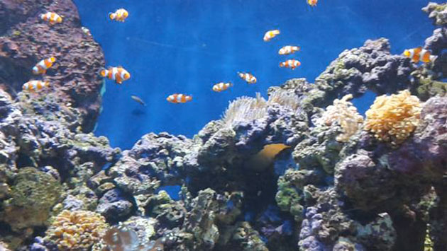 Sea Aquarium