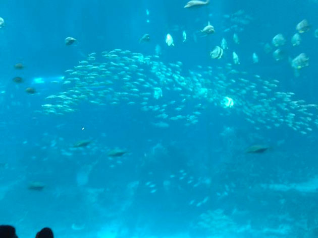 Sea Aquarium