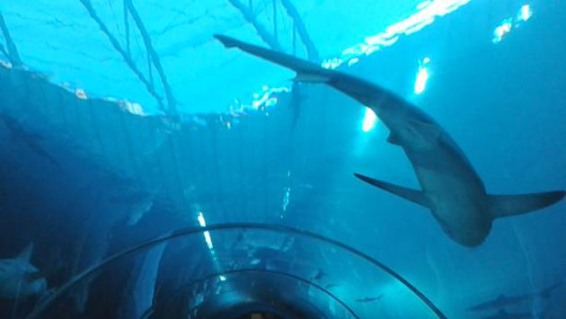Sea Aquarium