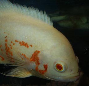 Astronotus ocellatus livrea albina