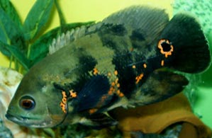 Astronotus ocellatus Oscar