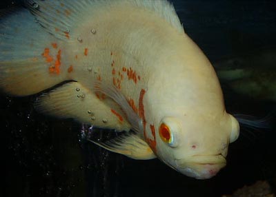 Astronotus ocellatus albino