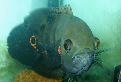 Astronotus ocellatus