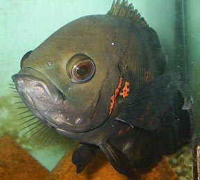 Astronutus ocellatus