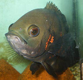 Astronutus ocellatus