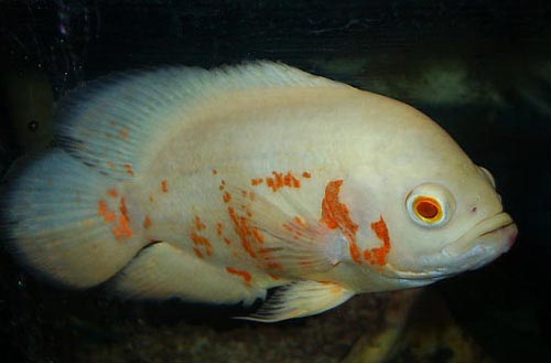 Astronotus ocellatus albino