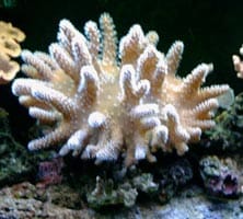 acquario di Giancarlo Molendini