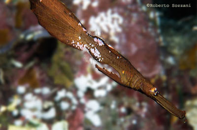 ippocampo foglia (Solenostomus cyanopterus) 