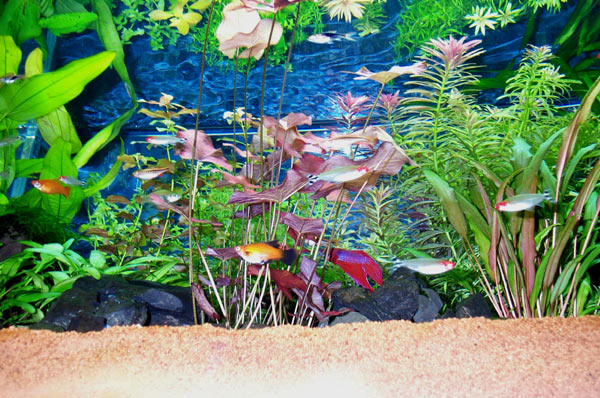 acquario di Mario Bianca