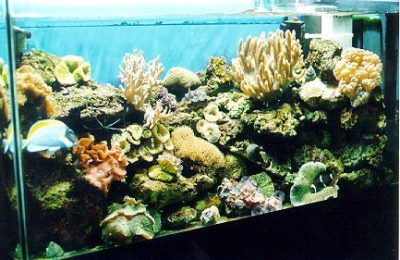 L'acquario di Giuseppe Sparacino