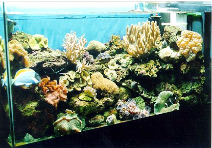 L'acquario di Giuseppe Sparacino