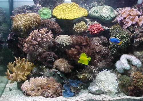 acquario di barriera di 180 litri