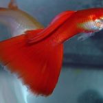 World Guppy Contest 2002