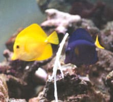 acquario di Gianluca Olivieri