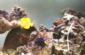 acquario di Gianluca Olivieri